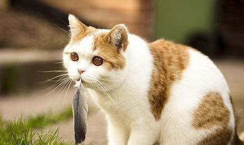 猫咪可以用药物来抑制发情吗？