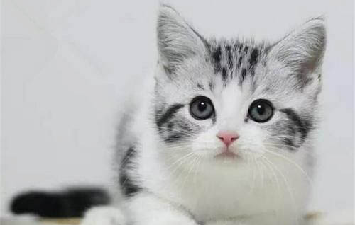 猫闹春几天结束
