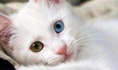 猫可以洗澡吗?猫洗澡的正确方法是什么?