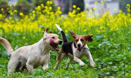 熊猫犬一只多少元