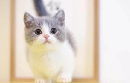 猫中毒一般几个小时后没事啊
