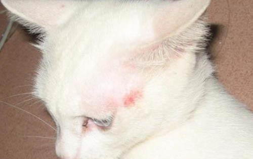小猫多久断奶
