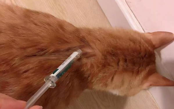 猫咪母鸡坐着肚子疼,原因及处理方法