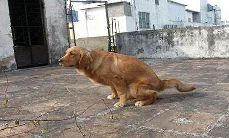 七个月狗狗尿血是怎么回事啊