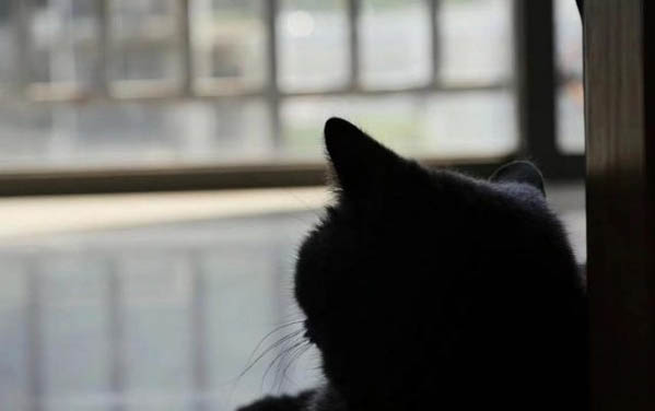 多大的猫可以用牵引绳