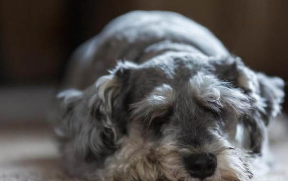 如何挑选品相好的雪纳瑞?挑选雪纳瑞幼犬的要点
