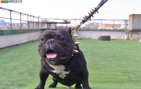 恶霸犬为什么不叫