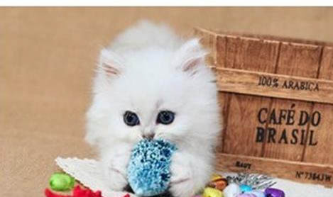 金吉拉猫幼猫怎么喂养