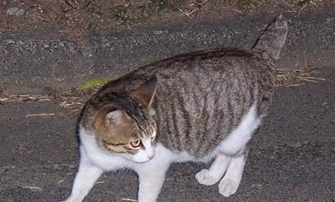 猫咪为什么单眼眨眼睛呢
