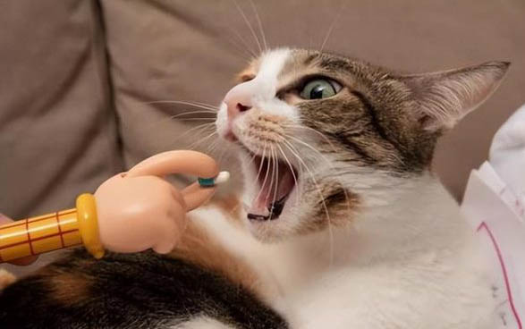 小猫食欲不振消瘦嗜睡呕吐