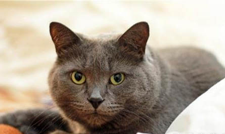 猫咪发情期一般是什么时候