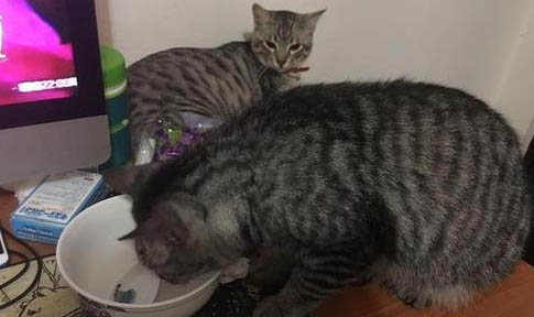 请问小猫猫藓能自愈吗