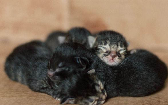 猫得了猫癣能自愈吗