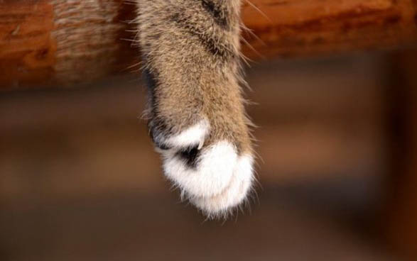 猫太凶怎么调教?