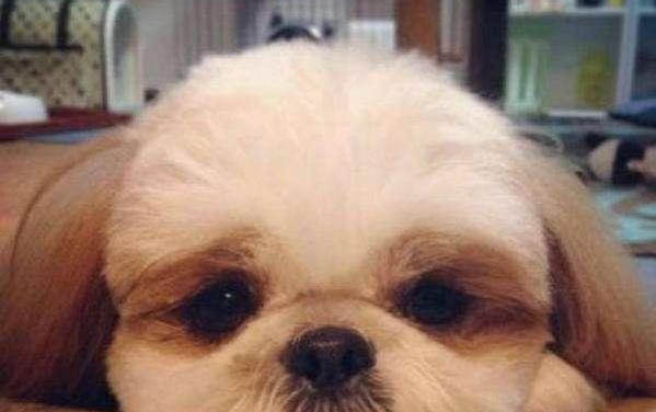 狗狗的嘴臭是什么原因