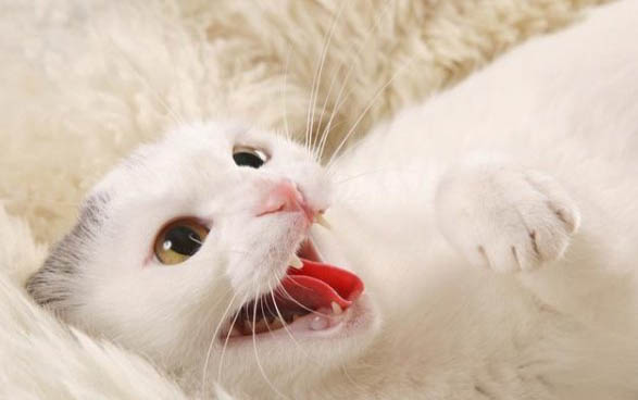 猫身上有蜱虫用简单方法除掉