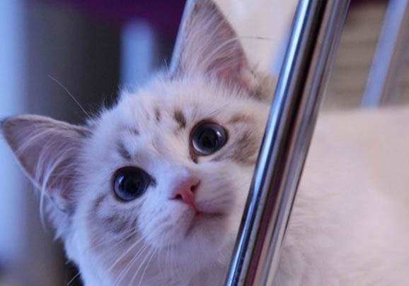 布偶猫价格多少钱一只幼猫