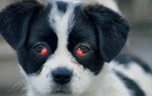 狗狗冠状病毒葡萄糖喂多少