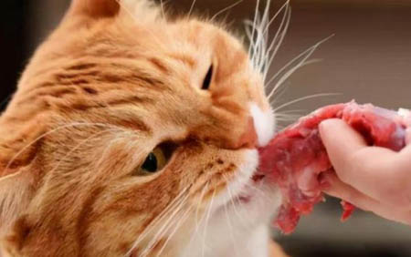 猫吐血怎么回事