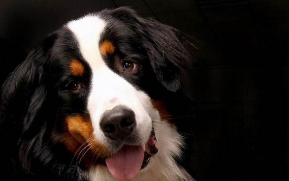 史宾格犬的饲养方法