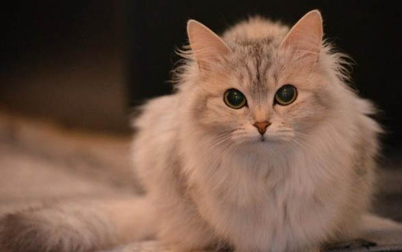 两只小猫刚见面怎么友好相处