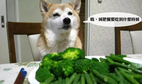 寄养狗一个月要多少钱