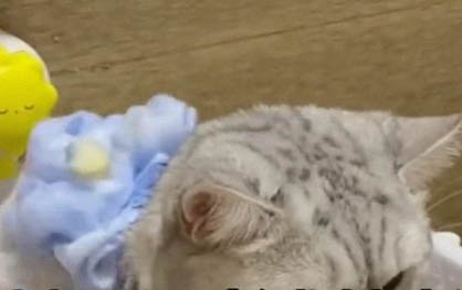 刚生出来的小猫会不会叫