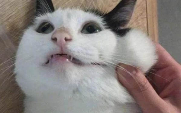 小猫为什么一直流鼻涕?如何处理以及注意事项?