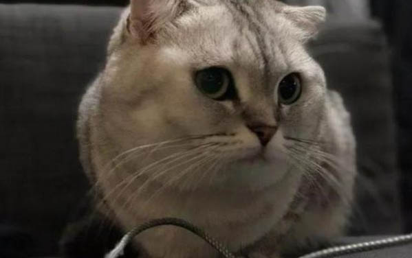 猫下巴黑色结痂出血