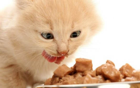 小猫绝育后多久可以吃东西？
