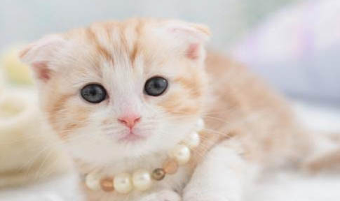 折耳猫如果发病怎么治疗
