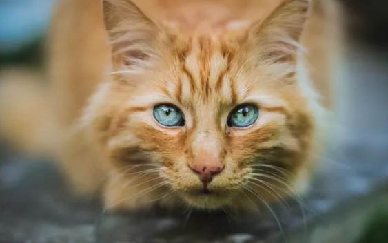 2个月小猫一天吃多少食物