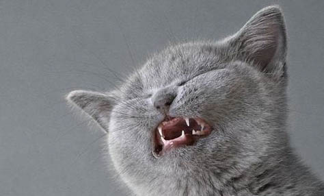 猫咪拉稀又吐了