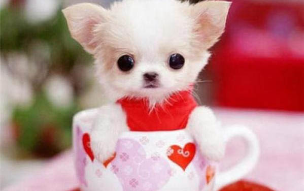 一只茶杯犬多少元