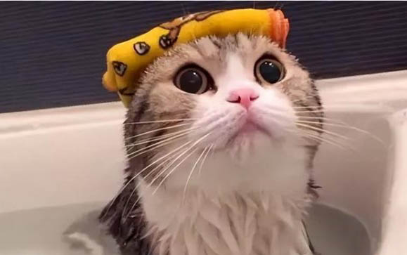 猫咪去配种后回来拉稀怎么办