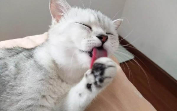 一个月的小猫洗澡后流眼泪、拉肚子