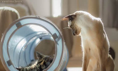 重点色短毛猫不能吃什么
