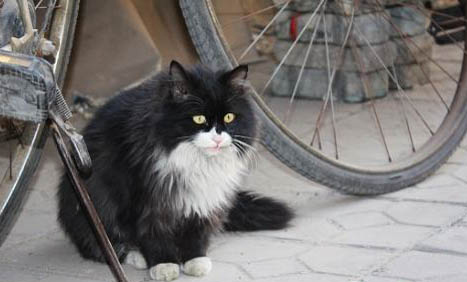 可以给流浪猫喂什么,领养流浪猫的注意事项