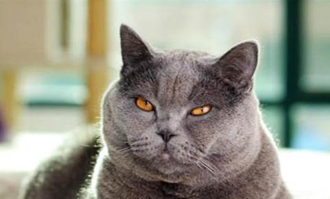 重点色短毛猫的体重是多少