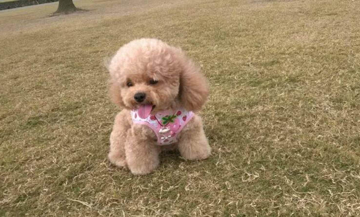 家养小型犬有哪些呢
