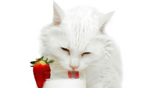猫咪便后带血?这可能是原因