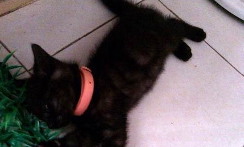 孟买猫一般要价多少