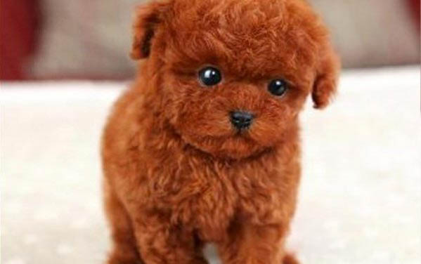 泰迪幼犬多大可以洗澡