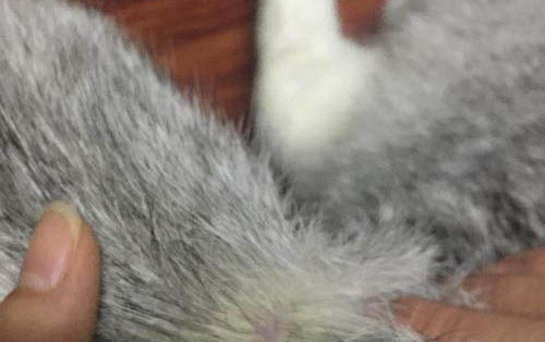 猫咪一天打三四个喷嚏是怎么回事