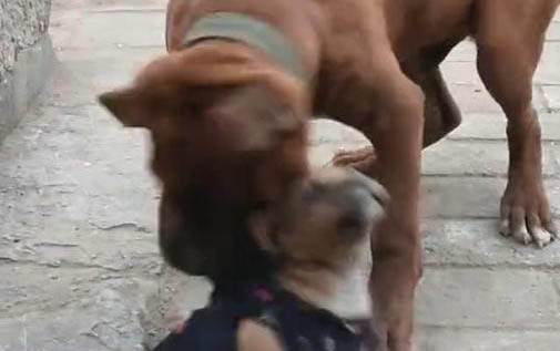 大狗拉血是怎么回事
