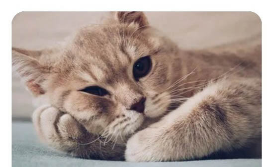 小猫耳朵发炎可以自愈吗