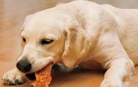 狗狗绝育多少钱