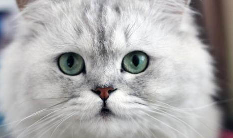 金吉拉猫不能吃什么