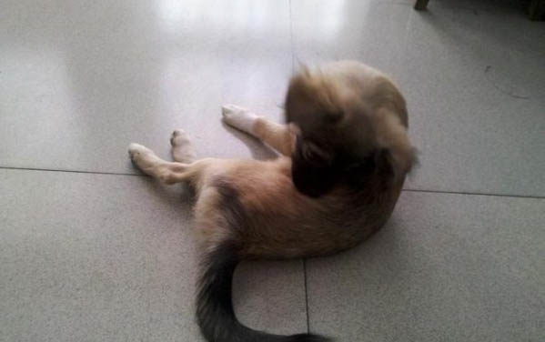 布列塔尼犬的生活习性