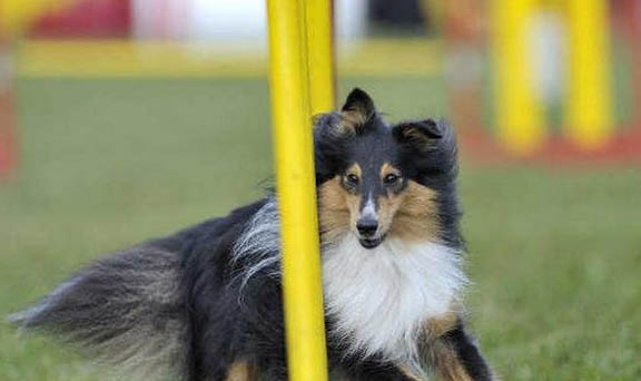 边境牧羊犬皮肤病怎么办